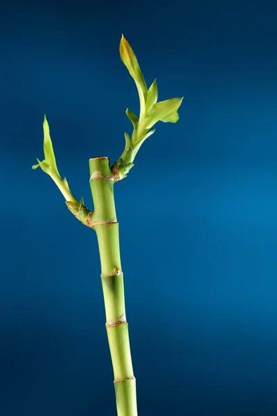 Gambo di bambù con fogliame blu — Foto Stock
