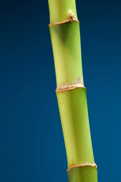 Gambo di bambù su sfondo blu — Foto Stock