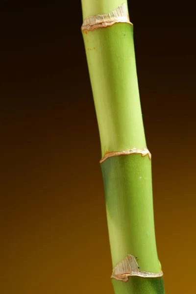 Bamboo stem on brown background — Stock Photo, Image