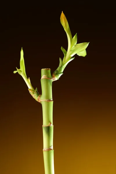 Tallo de bambú con follaje sobre fondo marrón —  Fotos de Stock