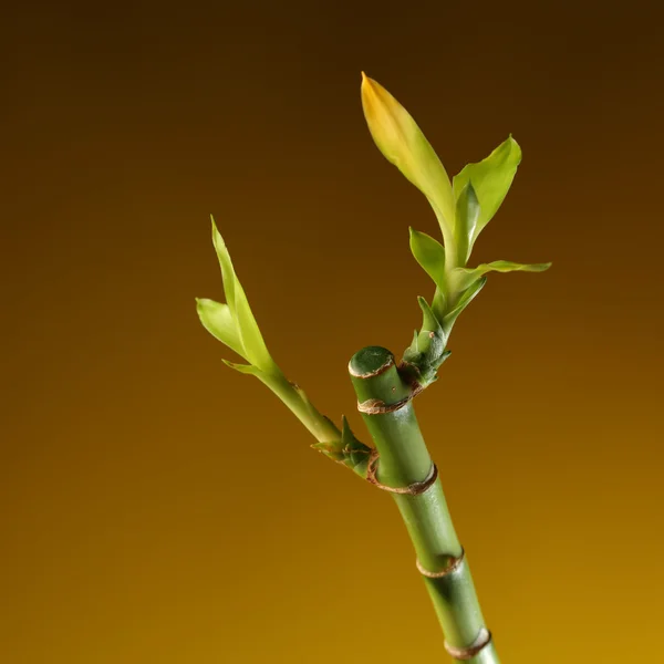 Gambo di bambù con fogliame su fondo marrone — Foto Stock