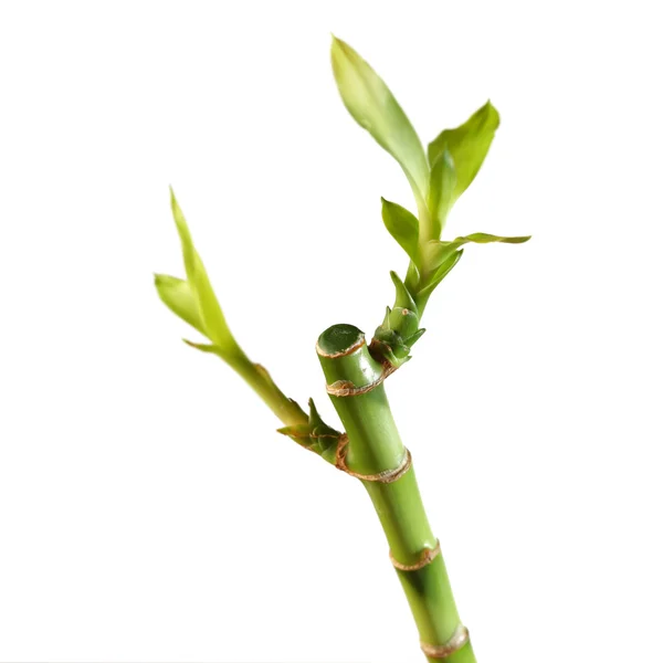 Bambu stam med bladverk isolerad på vit — Stockfoto