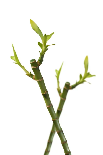 竹茎与叶子上白色隔离 — 图库照片