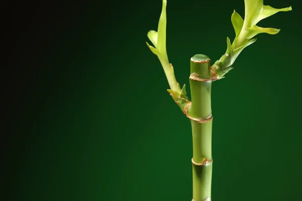Gambo di bambù con fogliame su fondo verde — Foto Stock