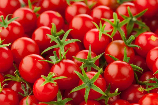 Multitude de tomates cerises — Photo