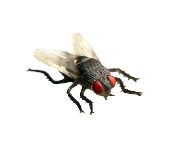 Fly isolated — Stock Photo, Image
