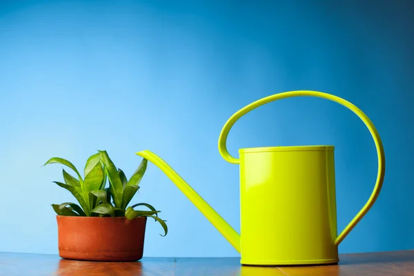 Watering can and plant on blue background — Stock Photo, Image