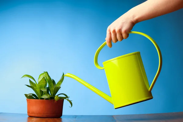 水まき缶で植物に水をまく手 — ストック写真