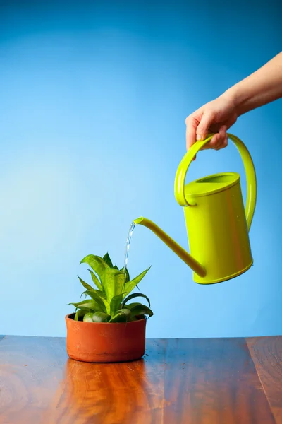 Handwässern einer Pflanze mit der Gießkanne — Stockfoto