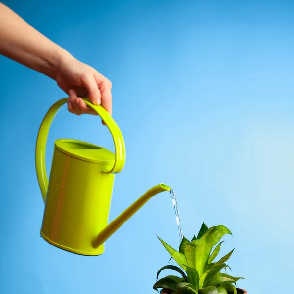 Handwässern einer Pflanze mit der Gießkanne — Stockfoto