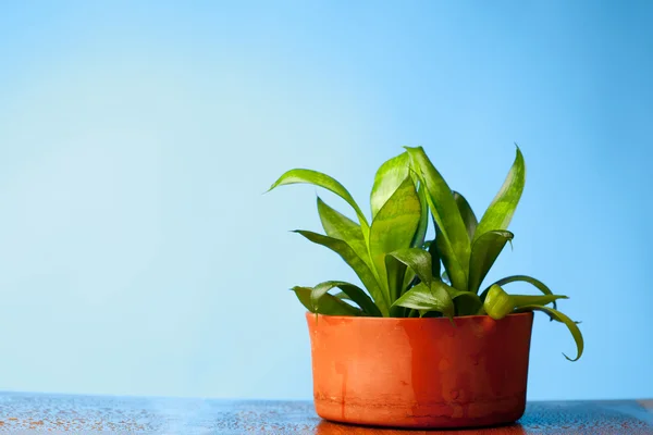 Bloem in de pot op blauwe achtergrond — Stockfoto