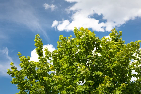 Зеленая листва и голубое небо — стоковое фото