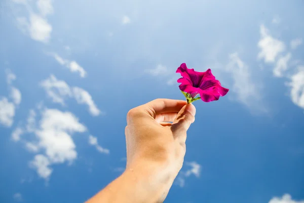 Hand som håller blomma, himmel bakgrund — Stockfoto