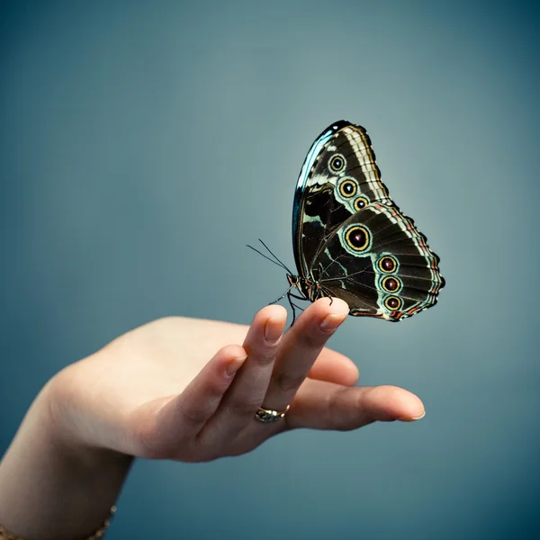 Papillon sur la paume, fond bleu — Photo