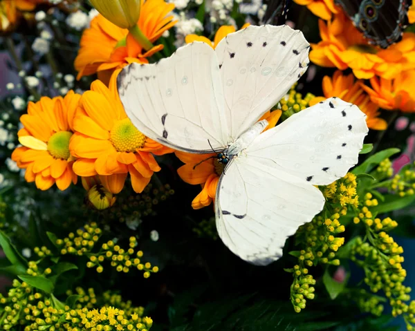 Farfalla e fiori — Foto Stock