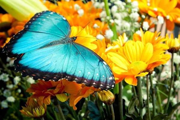 Butterfly and flowers — Stock Photo, Image