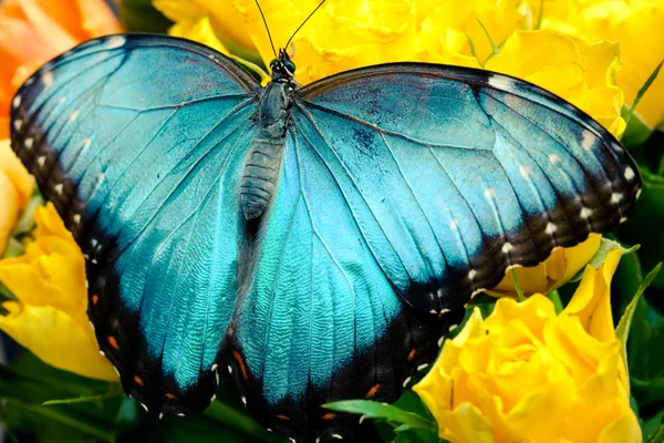 Borboleta — Fotografia de Stock