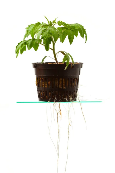 Jeune plante de tomate avec des racines, isolé sur blanc — Photo