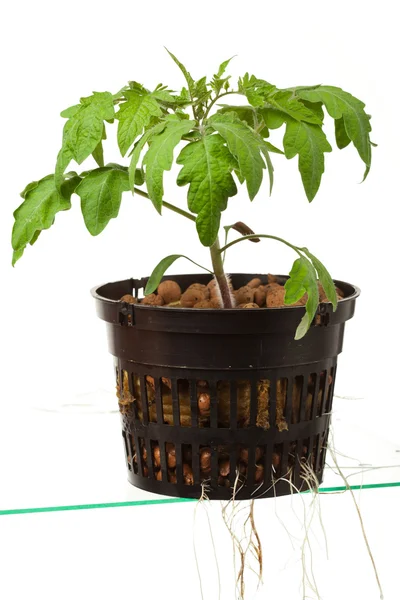 Planta de tomate joven con raíces, aislada en blanco — Foto de Stock