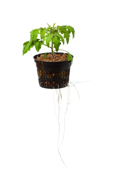 年轻的番茄植株与孤立在白色的根 — 图库照片