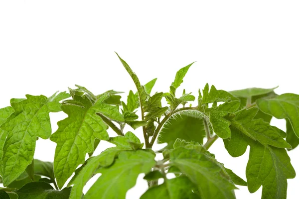 stock image Young fresh tomato, closeup