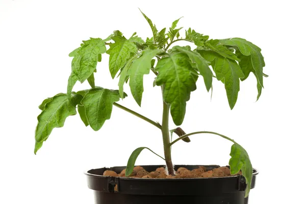 Genç domates bitki, üzerinde beyaz izole — Stok fotoğraf