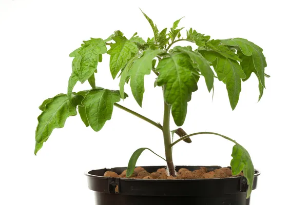 Jeune plant de tomate, isolé sur blanc — Photo