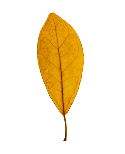 Φθινόπωρο κίτρινο φύλλο, που απομονώνονται σε λευκό — Φωτογραφία Αρχείου