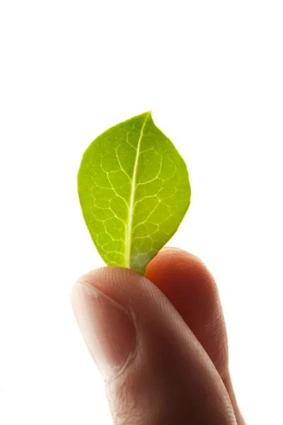 Folha verde em dedos, isolado em branco — Fotografia de Stock