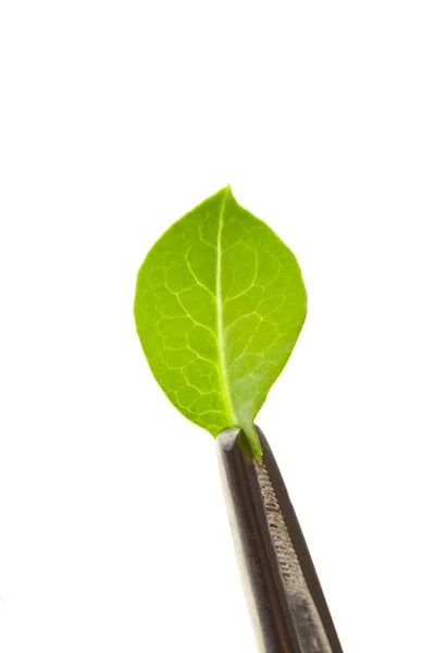 Leaf in pincet, geïsoleerd op wit — Stockfoto