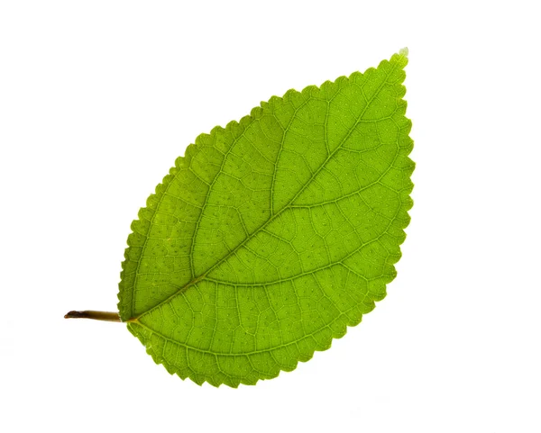 Текстурированный зеленый лист, выделенный на белом — стоковое фото
