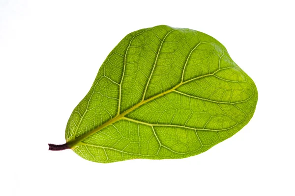 흰 잎에 고립되어 있는 푸른 잎 — 스톡 사진