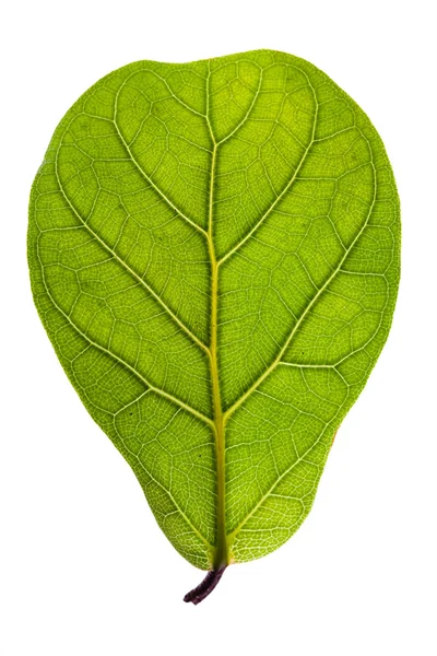 Текстурированный зеленый лист, выделенный на белом — стоковое фото