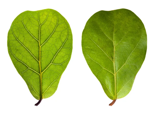 葉の静脈と白で隔離される通常の葉します。 — ストック写真