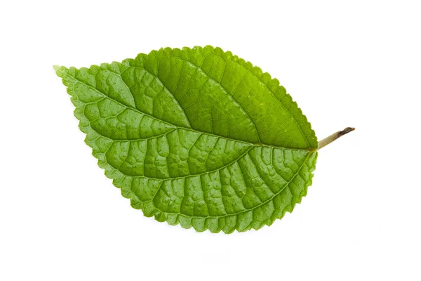 Normal green leaf isolated on white — Stock Photo, Image