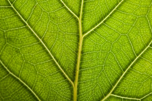 Зелений лист тлі — стокове фото