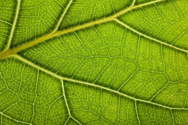 Grönt blad bakgrund — Stockfoto