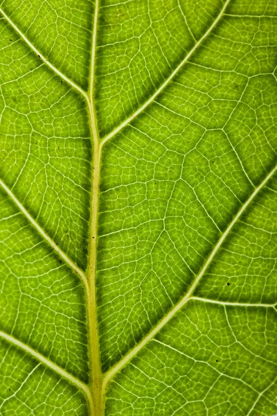 Fundo folha verde — Fotografia de Stock