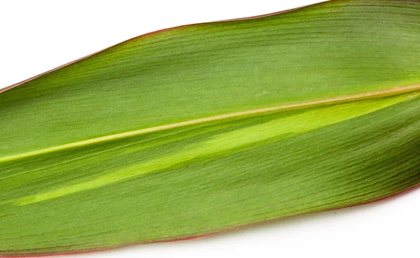 Grass blade close-up — Stock Photo, Image