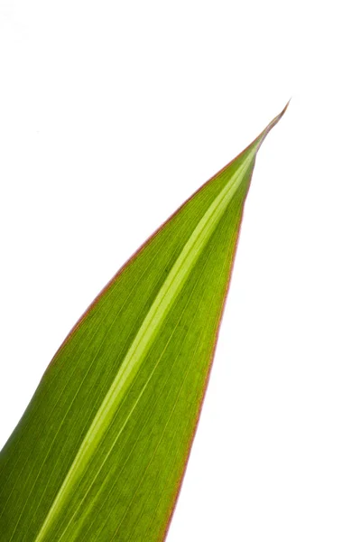 Grass blade close-up — Stock Photo, Image