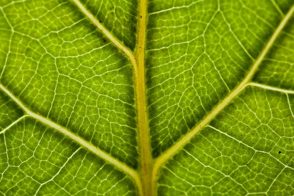 Зелений лист тлі — стокове фото