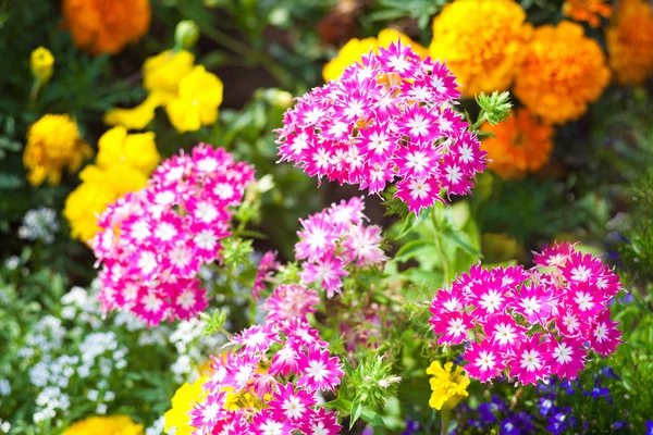 Flores do jardim — Fotografia de Stock