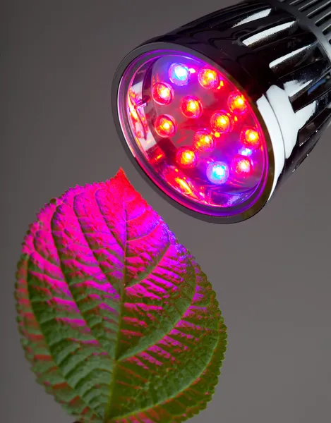 Luz LED para o cultivo de plantas — Fotografia de Stock