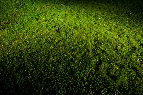 Césped verde — Foto de Stock