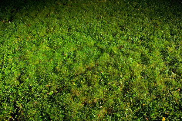 Groene gazon — Stockfoto
