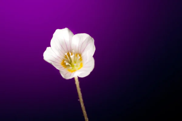 Szczawik kwiat na fioletowym tle — Zdjęcie stockowe