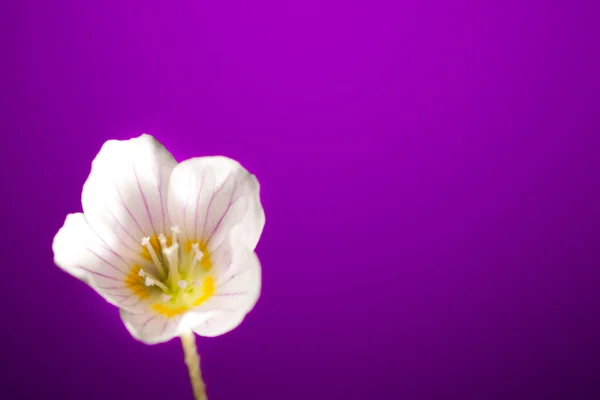 Oxalis цветок на фиолетовом фоне — стоковое фото