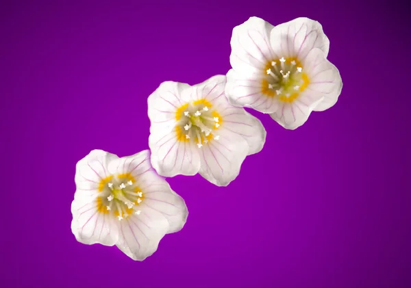 Oxalis цветы на фиолетовом фоне — стоковое фото