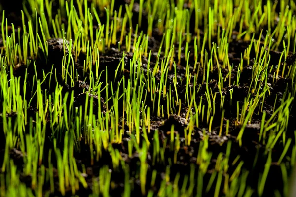 Eerste spruiten van gras — Stockfoto