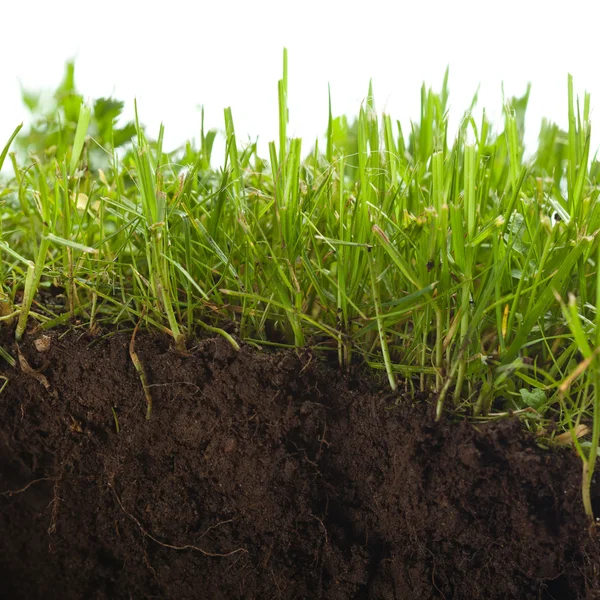 Green grass with earth crosscut — Stock Photo, Image